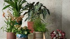 How to Help Your Customers Choose the Right Houseplant
