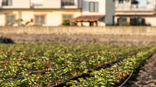 Italian-Grown Flowers: Stronger, Fresher, Beautiful for Longer