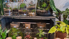 Mossariums