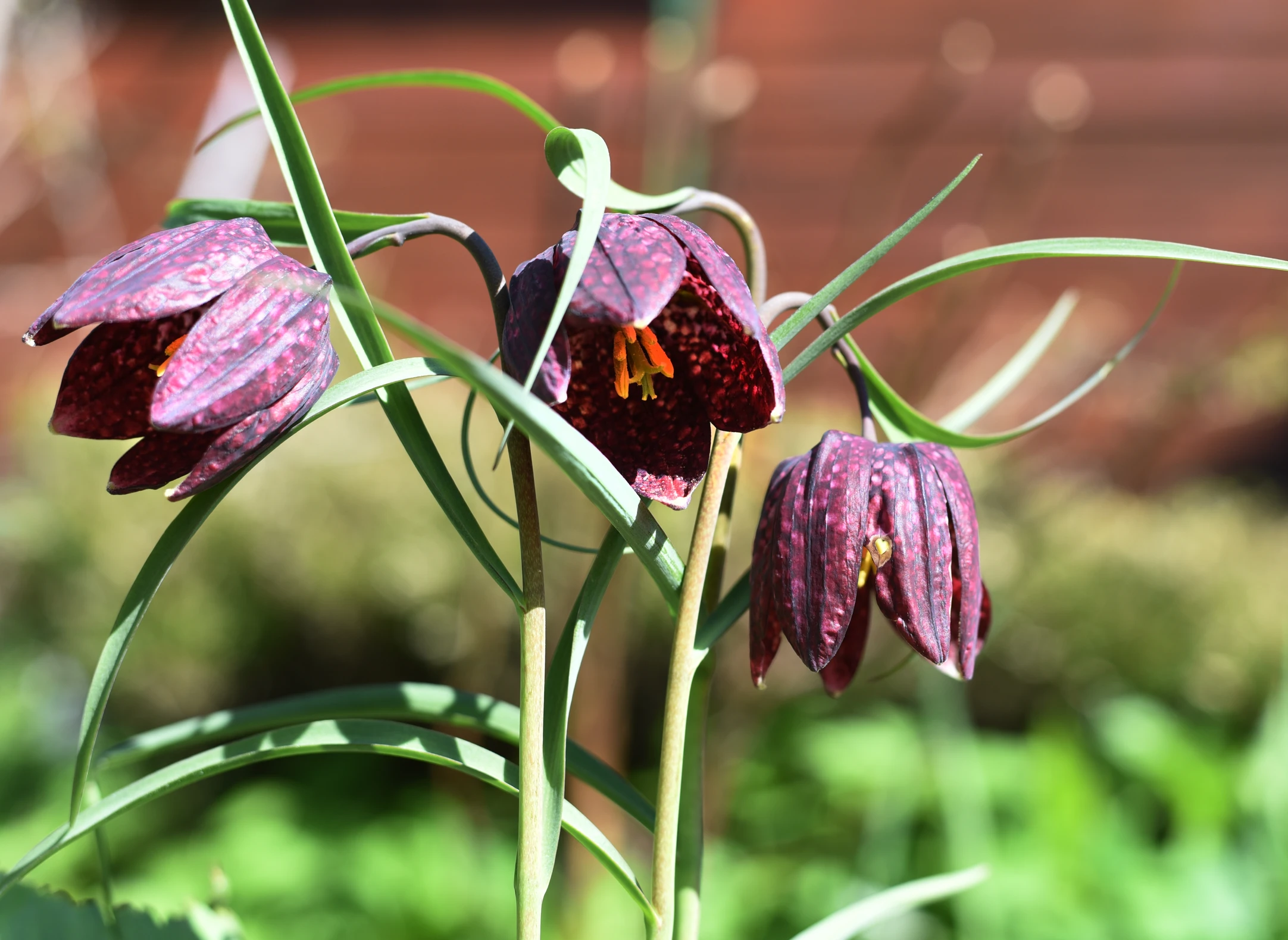 Spring Flowers available in March Fritillaries