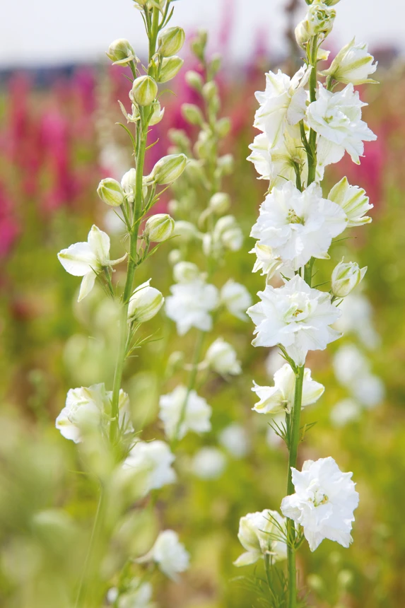 Summer grown August Flowers in field