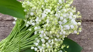 In Season: Lily of the Valley 
