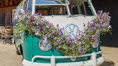 The Perfect Wedding Guest: Clematis 'Amazing'®