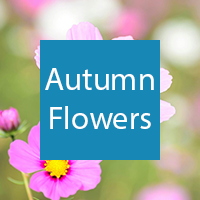 Autumn flowers button