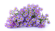 Aster featuring Floristry Tips from Su Whale