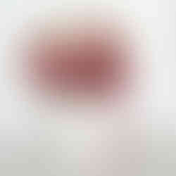 Cherry Blossom in jug