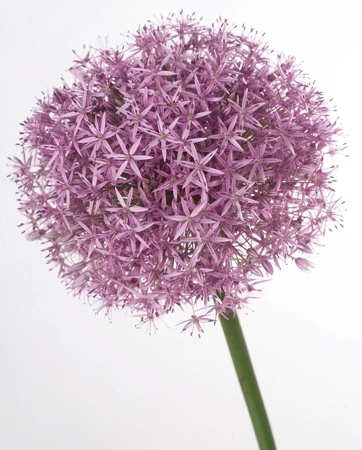 Classic Spring Flowers for May Alliums