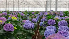 Vicini Hydrangeas: How They Grow Top-Quality Hydrangeas
