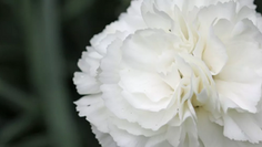 All About Birth Flowers