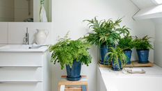 Plants for Bathrooms