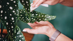 Houseplant Care Tips - Spring, Summer and Winter