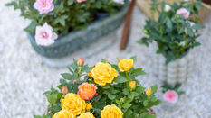 Miniature Roses featuring Floristry Tips from Su Whale