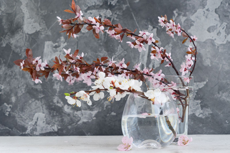 Cherry Blossom in water glass