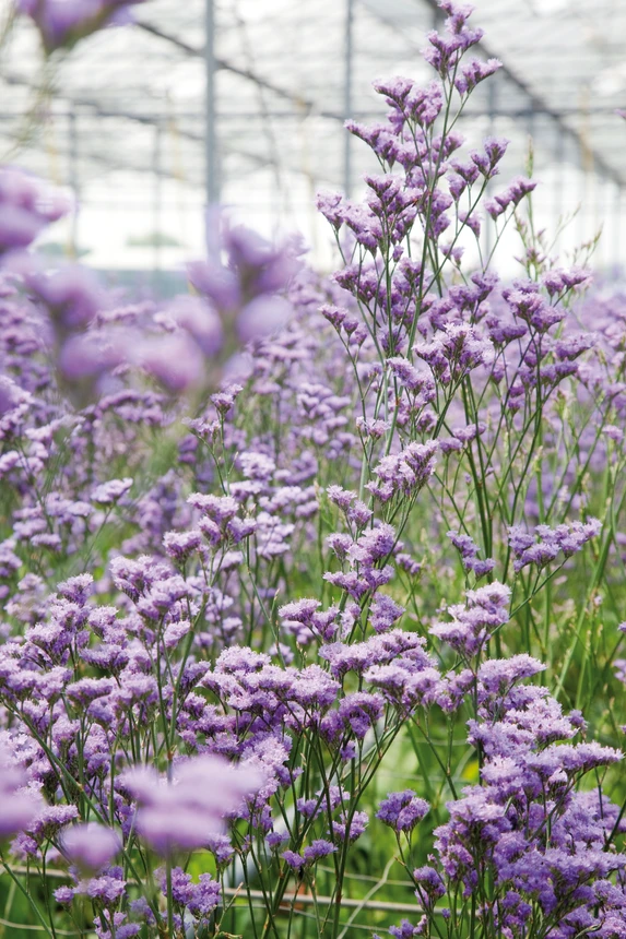 Summer flowers ready for August in greenhouse