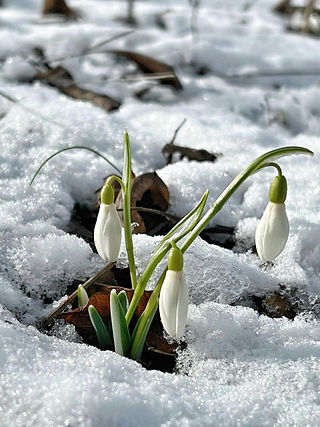 Winter Flowers Snowdrop