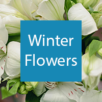 Winter Flowers Button