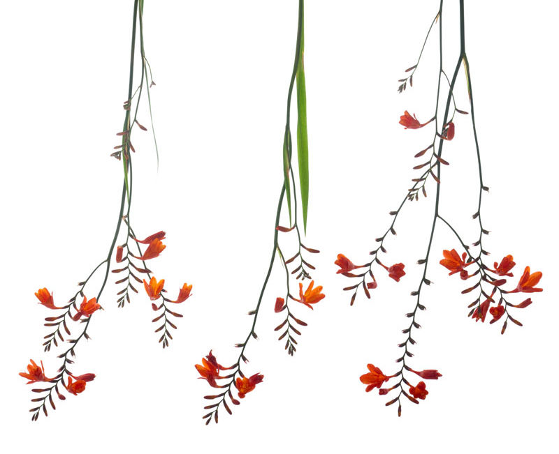 Crocosmia hanging upside down in the air drying method