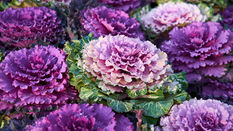 Cabbage Crush Trend: Brassica featuring Floristry Tips from Su Whale