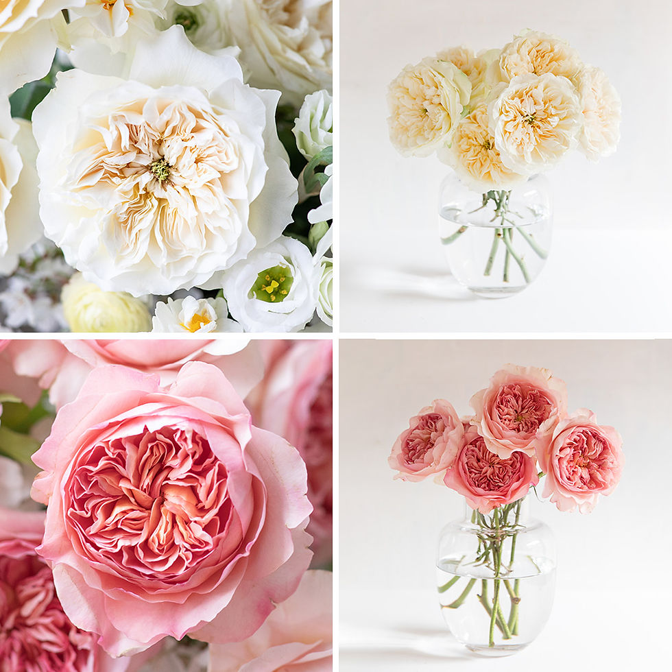 Two new varieties introduced by David Austin. Rose Enid (top) and Rose Phoebe (bottom).