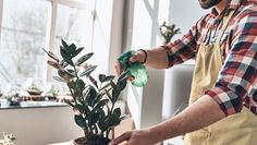 Houseplants for Winter