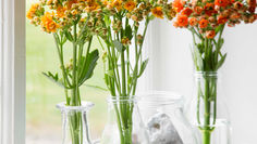 Kalanchoe - A Versatile and Reliable Cut Flower 