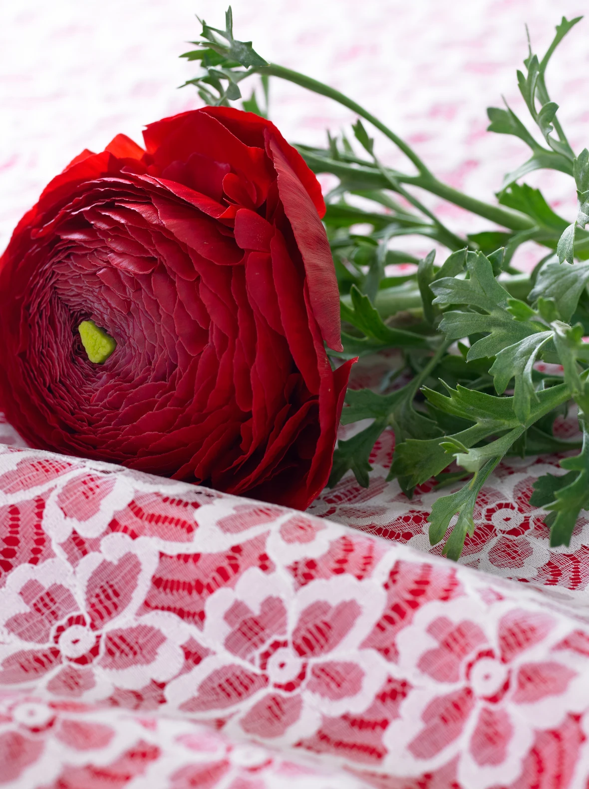 April flowers Ranunculus on spring style table