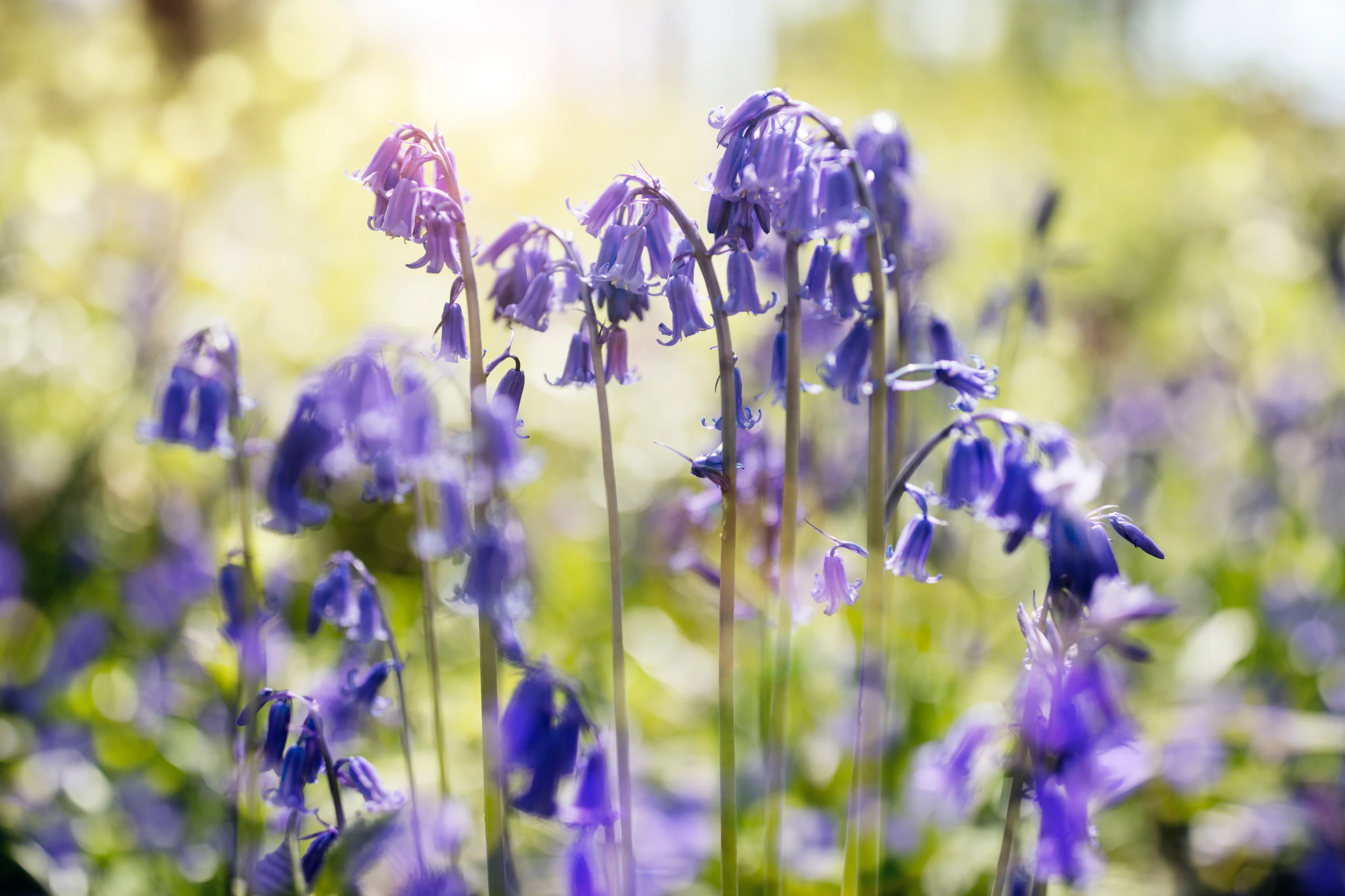 Spring Flowers Scilla