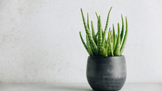 Autumn Houseplants: Promote Seasonal Favourites