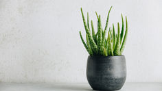Autumn Houseplants – promote some seasonal favourites