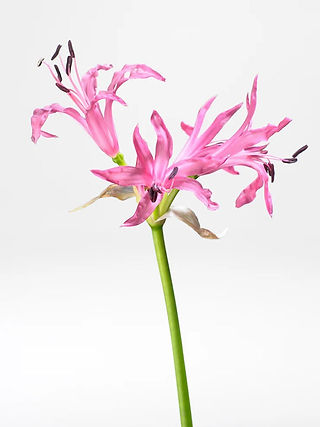 Winter Flowers Nerine