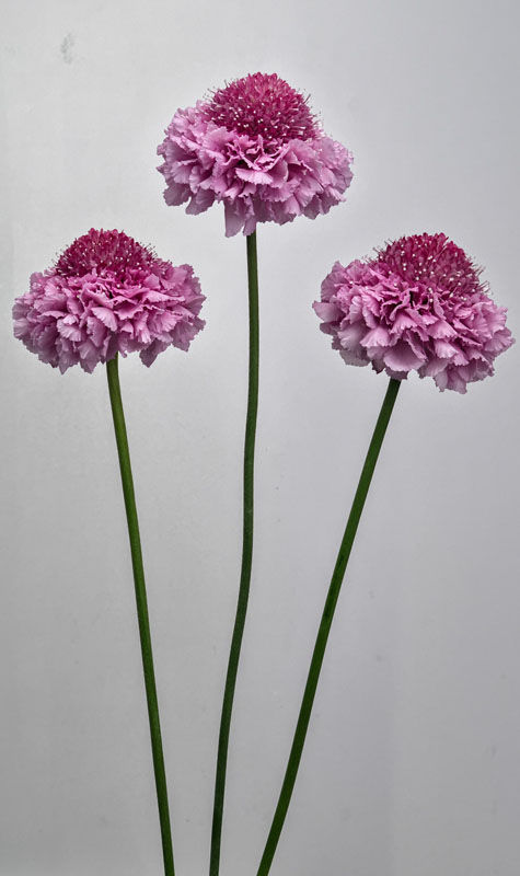 Purple Scabiosa  with long clear stems, perfect for air drying.
