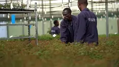 Introducing Rose Breeder United Selections