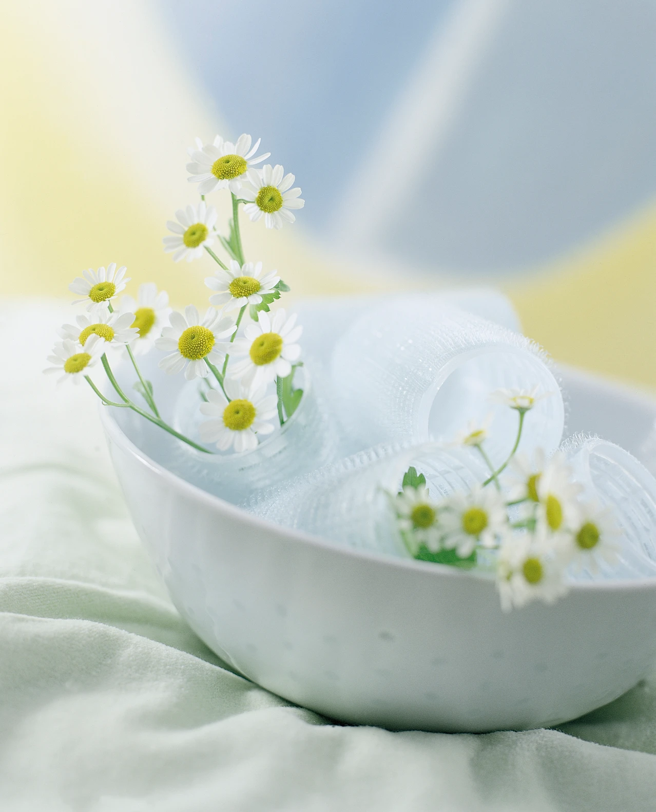 Spring Flowers Tanacetum