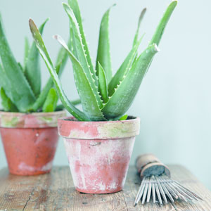 Aloe Vera