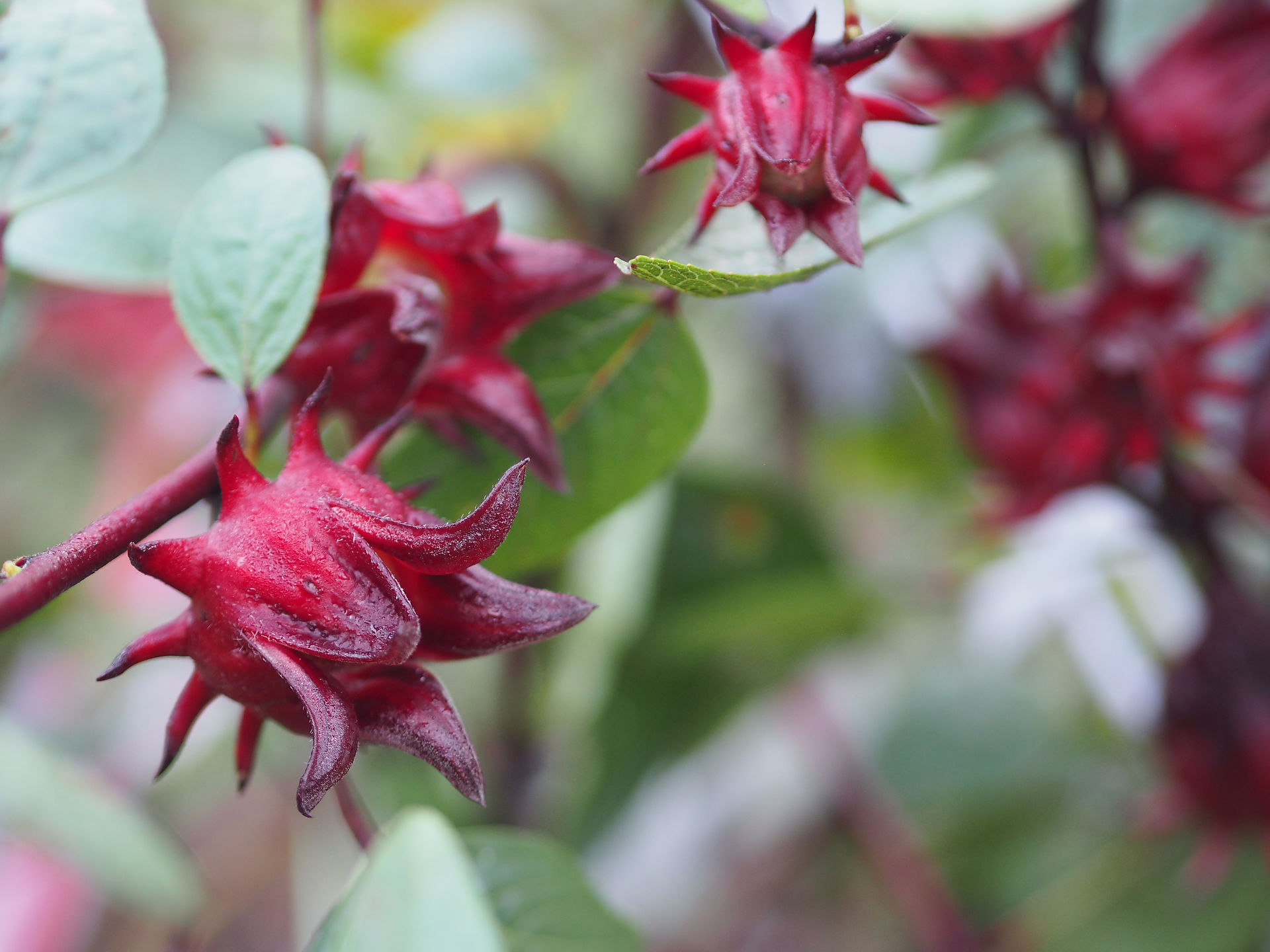 Hibiscus buds