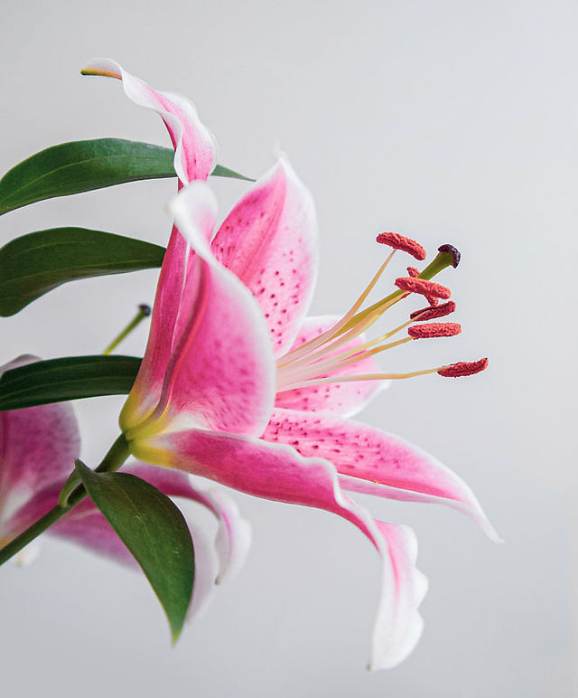 Autumn Flowers Asiastic Lily