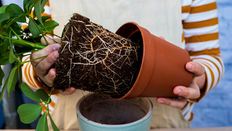 Common Plant Problems: Botrytis