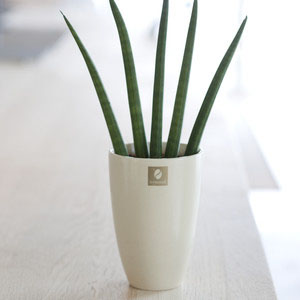 Sansevieria