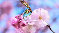 March Seasonal Foliage - Cherry Blossom