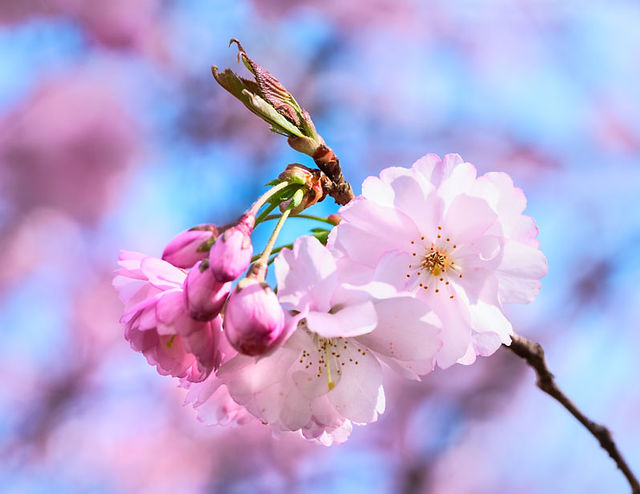 Cherry Blossom close up