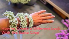 Always on Trend With Million Stars, XLence, and Million Daisy