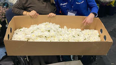 Introducing Beyond Chrysanthemums: Dutch Chrysanthemum Masters