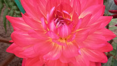 Dahlia featuring Floristry Tips from Su Whale