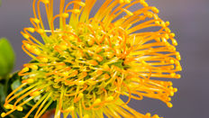 Leucospermum - Everything you Need to Know