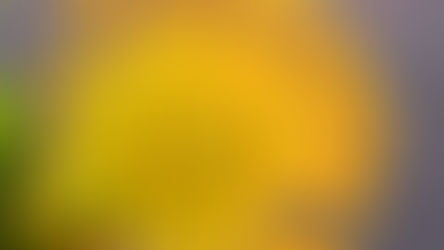 Leucospermum - Everything you Need to Know