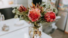 Protea: Everything you Need to Know
