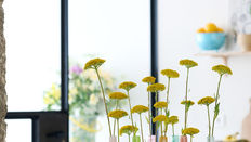 Seasonal Flower of the Month: Achillea