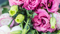 Eustoma Featuring Floristry Tips from Su Whale