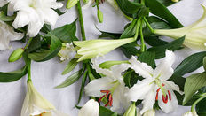Lovely Lilies featuring Floristry Tips from Su Whale