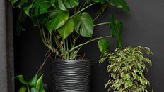 Flowers and Plants to Lift Low Light Areas